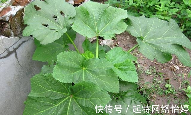 古代|一年采收7次,古代被称为“百菜之主”,如今沦为野菜少有人吃