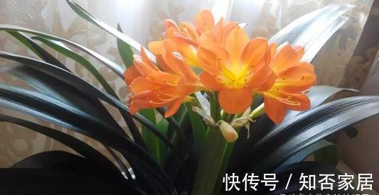 君子兰开花有诀窍,牢记多晒太阳,少浇水勤施肥,注意温差这几样