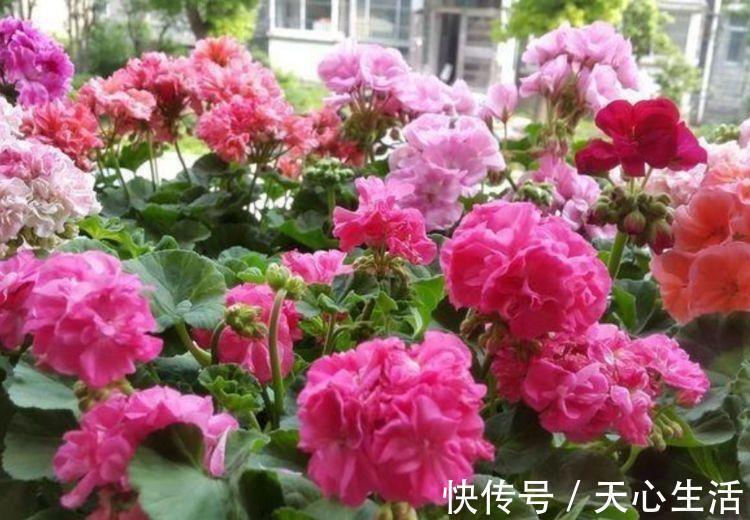 几种花卉美过玫瑰，一年四季花开不停，简单易成活