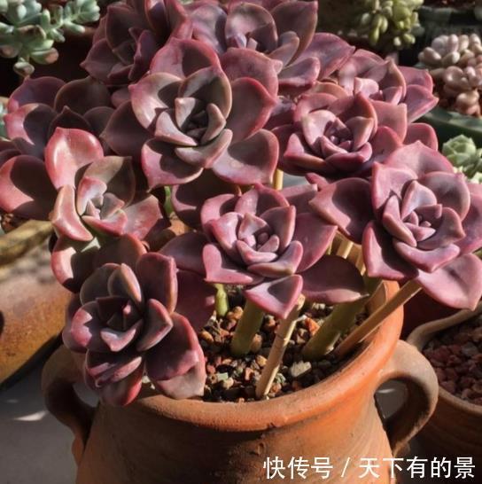 植株|秋天养多肉,5个要点要谨记,不然肉肉黄叶黑腐剩个空盆