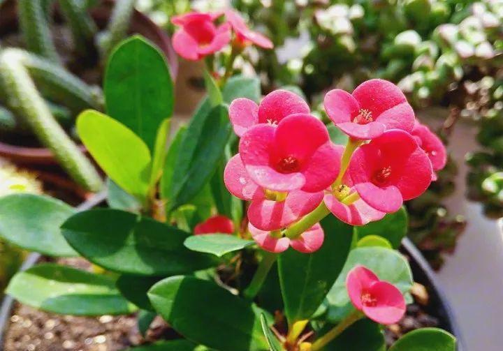 四种皮实花，观赏价值高，还寓意吉祥，能净化空气，值得拥有