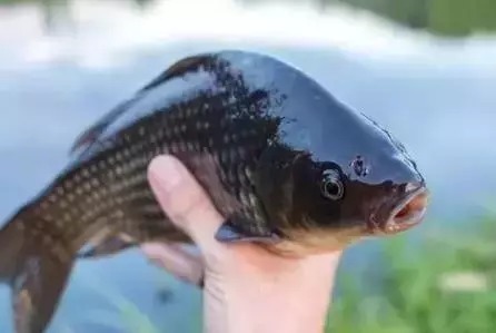 调漂不能一成不变，试试这几种调钓手段！自认钓鱼老手都该来看看