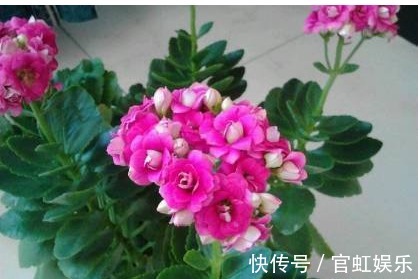 长寿花盆栽用以下方法扦插繁殖,15天长出新植株,花苞呼呼长!