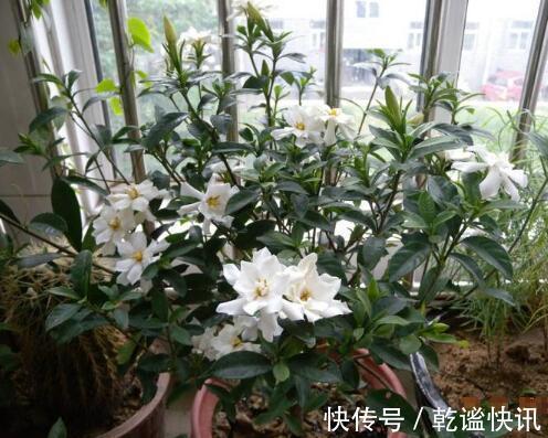 养栀子花，几个“小技巧”，三年养成树，开花满枝，芳香又美丽！