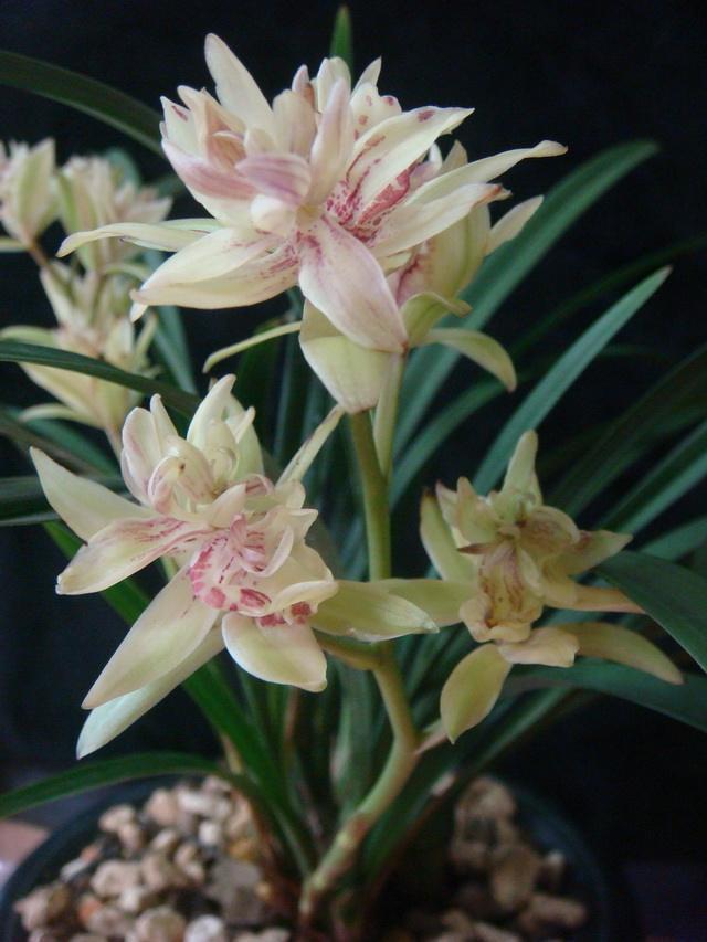 它是兰花的魁首,花型少见颜值高,曾经价格昂贵,现在走进百姓家