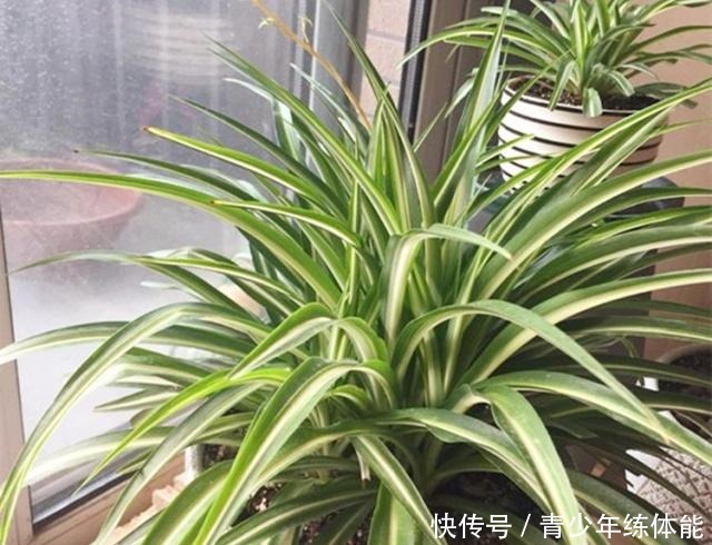 养吊兰，有3个“误区”别触碰，否则根系不保、黄叶来袭，莫忽视！