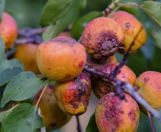 种植|北方特有的野果,要“烂”在树上才好吃,如今30元一斤争相购买