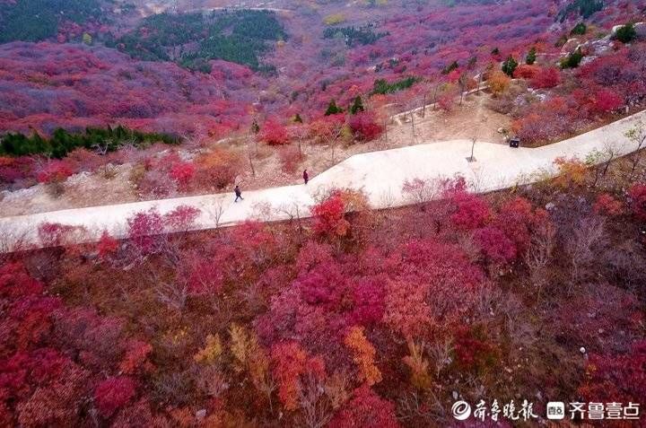 齐鲁壹点|济南东外环“怪坡”处，一座山都红透了