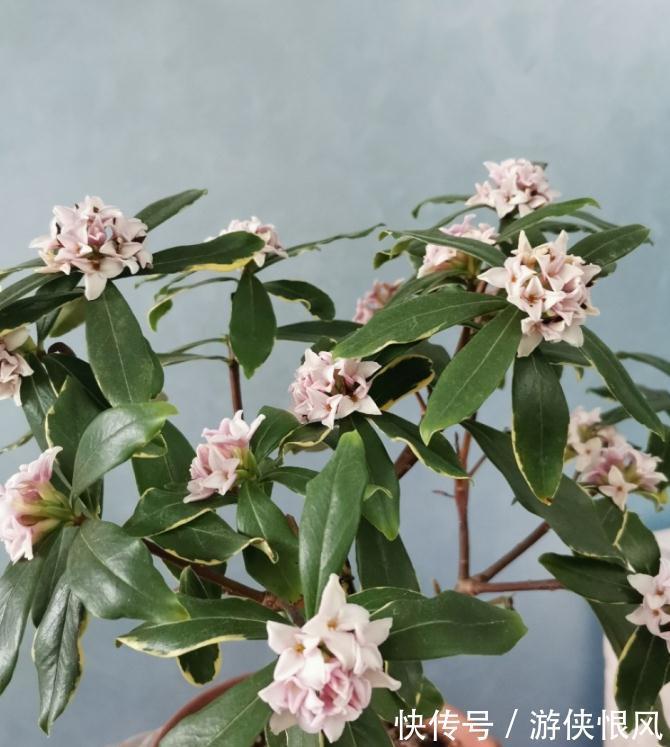 世界名花金边瑞香,冬季种植多注意这6点,开花香、数量多