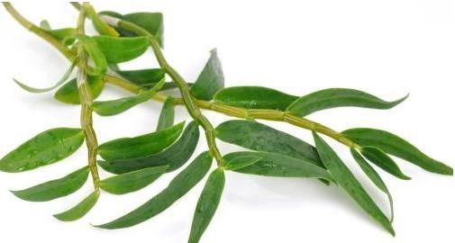 药用价值|农村常见的一种野菜,有药用价值,对我们人体多种症状有缓解作用