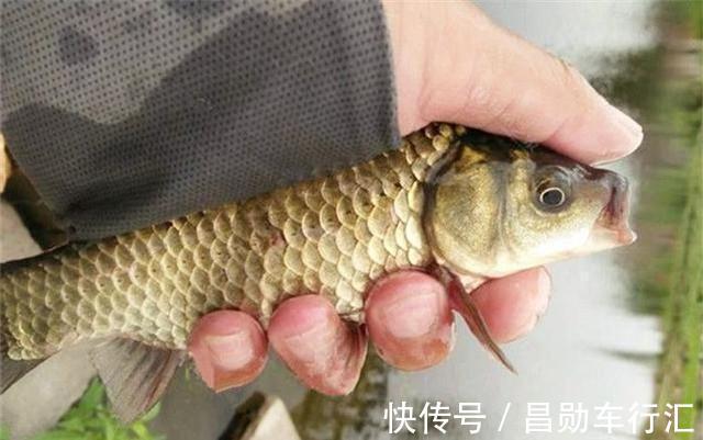 麦香|红糖加麦粒，再加这一步骤，小鱼闹窝也有大鲫鱼开口