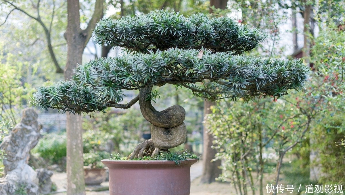 盆景的养护工作中，频繁出现徒长枝，4点原因要牢记，及时改正