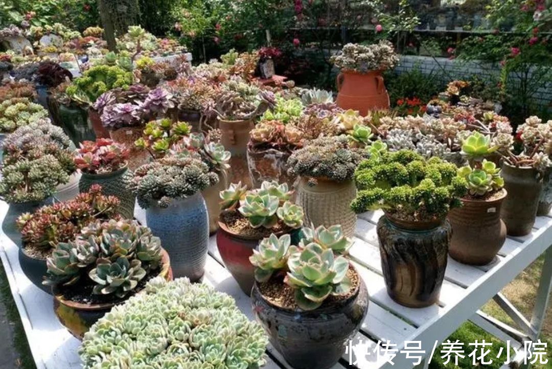 多肉植物|天冷6种花要“穷养”，少水少肥有利过冬，春天长得旺