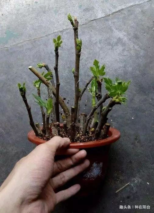 零成本将90地球植物种在阳台上 ,台长教你水陆两栖扦插法