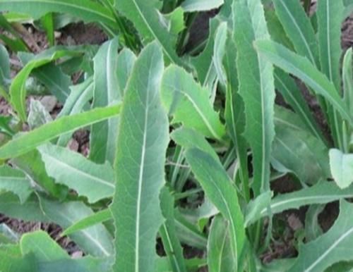 农村的这一种“救命草”,以前被人嫌弃,殊不知竟竟是养生良药