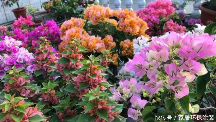 适合养在阳台的植物,随便养都能活,开花特漂亮,轻松开出花海