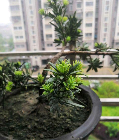 养护|最值得养护的盆景,清秀文雅,养成漂亮老桩能活30年