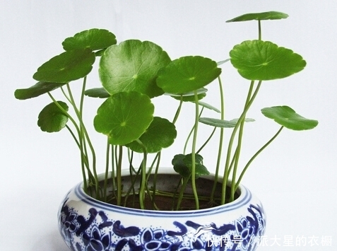 铜钱草好看,但好多人不知道怎么种植,快快收藏吧
