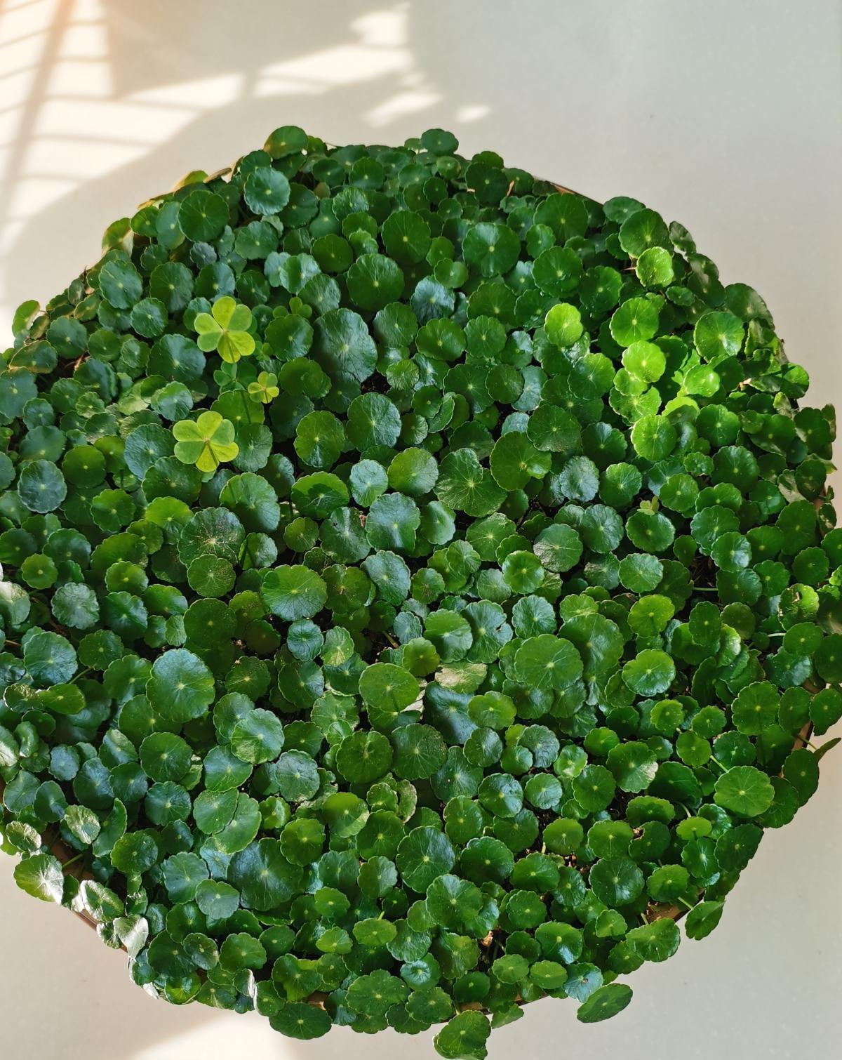 4种带“钱”的植物,在家养招财旺运,关键是太好养