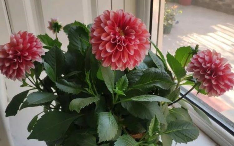 家里就养4种花，看了就让人沉醉，年年开花不断，美！