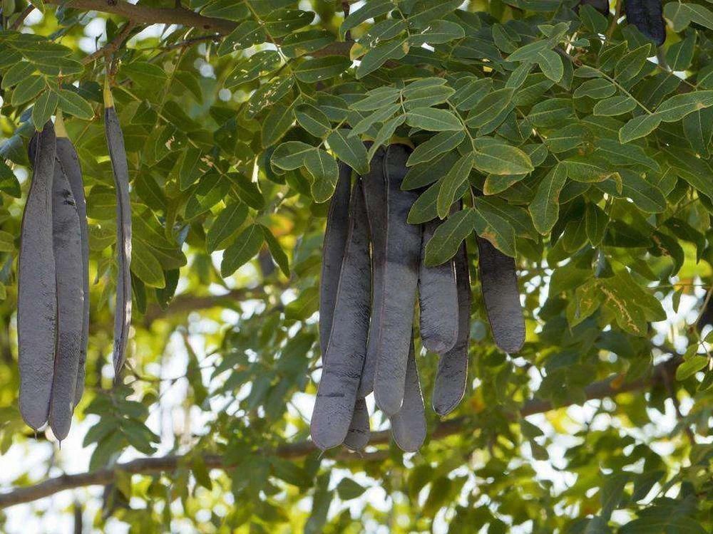 皂角树|儿时煮成糖水喝，如今改名后成名贵食材，2百一斤，却少有人种植