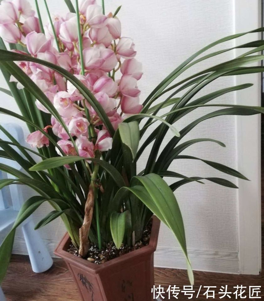 年宵花上市,这6种花“有档次”,养在家里颜值高、倍有面儿