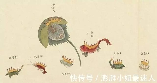 海洋生物！乾隆的“枕边书”，绘画了300种“异界生物”，自然界中从未见过