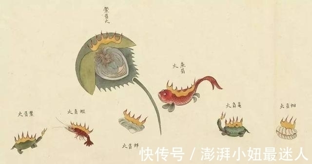 海洋生物!乾隆的“枕边书”,绘画了300种“异界生物”,自然界中从未见过