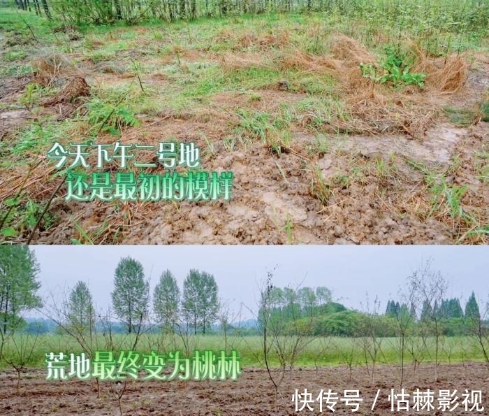 黄雅莉|向往的生活中已经有两块地已经变了样子了