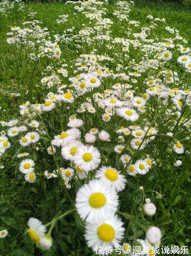 堪称生物入侵的花,千万别在家养,泛滥了可不好收拾