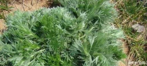 刷牙|俗话说，养肝就是保命!4种野菜，养肝护肝，排毒养颜，预防长痘