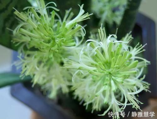 板结|虎皮兰不长新芽,多是犯了3个错误,改正了才能不断冒嫩芽