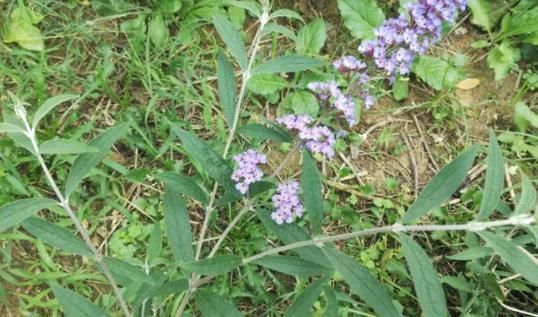 此野草能醉鱼,山上很多,已经被“禁用”,建议收藏