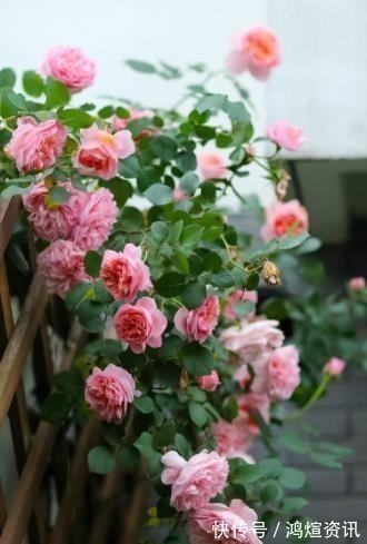 盘点10款经典的月季花，皮实好养颜值高，总有一款适合你