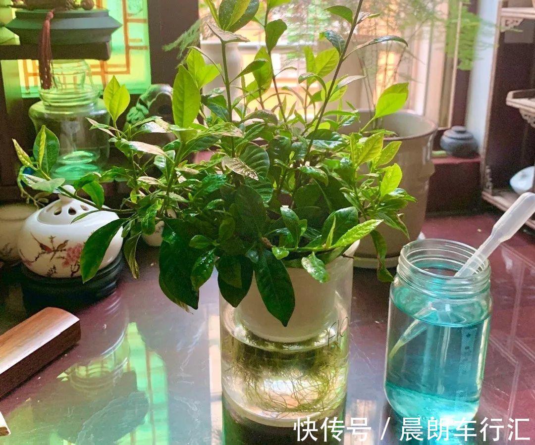 绿萝可以扔了,养盆“格调”花,颜值高还有气质