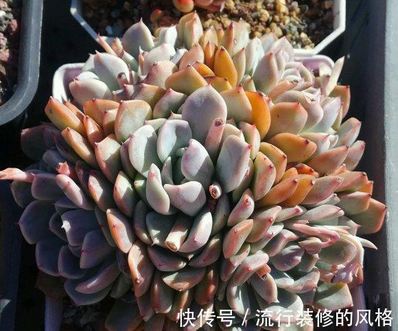 秋天养多肉最省心，直接放在院子里，完全不用管，很快出状态