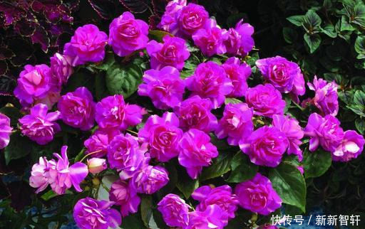 夏天就养这种花,越晒生命力越强,花色丰富,娇艳欲滴