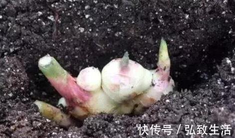 用塑料瓶、油桶做容器种植生姜,牢记处理要诀,食用、赏花不愁
