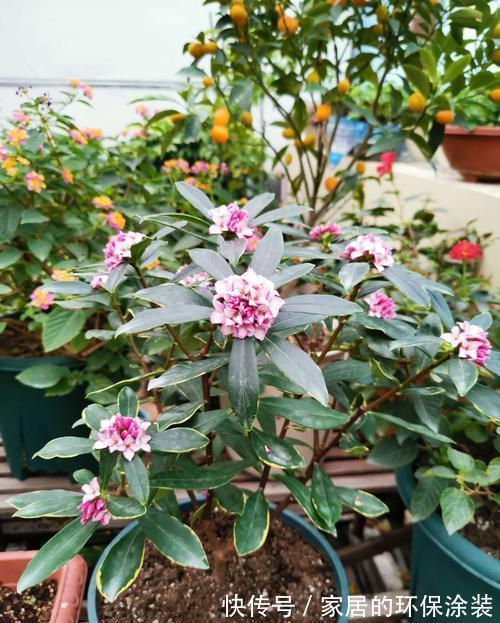 十月不知养啥花?看看这六种,好养又漂亮,可以放心入手