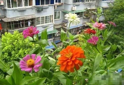 你家窗台还没变花园？只因缺了这6种花