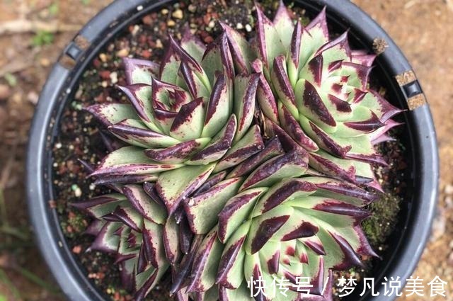 阳台养多肉不能错过的16种,全是名气大的品种,价格不贵还很美