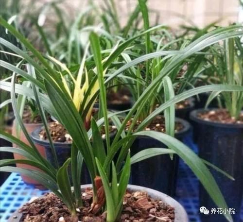 家庭养兰花,就怕4种错误养护,难怪总是养不好