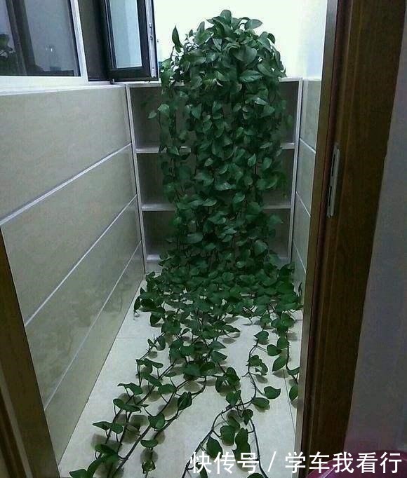 从来不买肥料,每次浇水加点“它”,绿萝长成瀑布状,大家纷纷学!