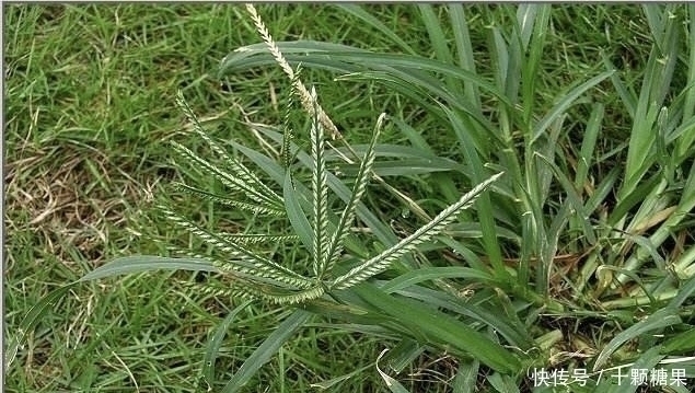 回家|提个醒：在田间地头遇见此野草，记得要拔回家，有很大的用处
