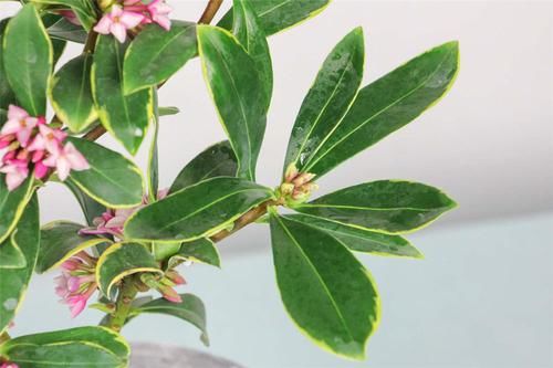 养花试试这几款,耐活好养,花期长,深受广大爱花一族的喜爱