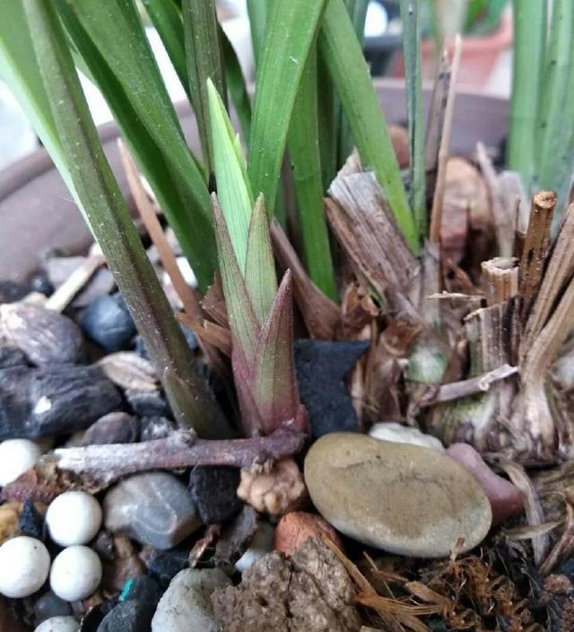 鳞茎|兰花为什么不开花清楚兰花叶芽和花芽的发育过程,开花爆盆