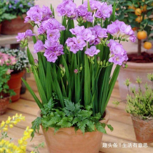 大花小苍兰，新人首选，懒人养花法适用，一年几次开花爆盆不误