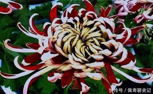 超级好养的花卉,不闻不问,花开爆盆美如花,好养又漂亮