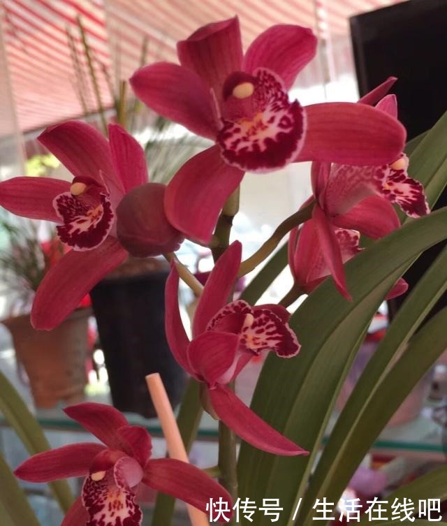 生活中浇兰草就用“它”,30天下来兰花开不停娇艳美丽!