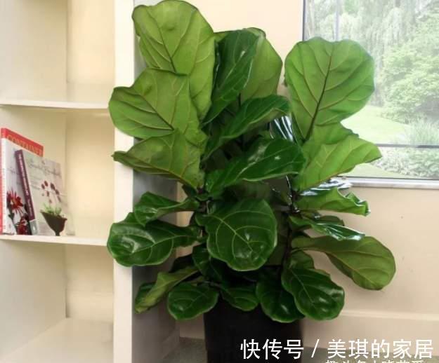 橡皮树|客厅适合养“3种树”,美观大气,越养越旺,运气越好